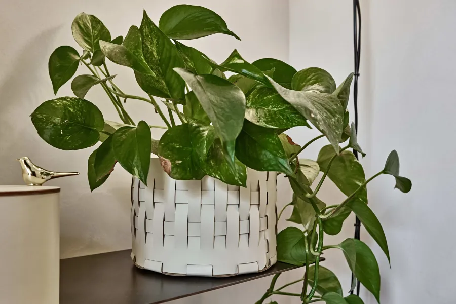 obrazek 2 Okrągły czarny kosz Bottega-15 Ø20xH12 cm wykonany ze skóry