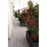 Zdjęcie Unikatowa donica Isy na taras lub balkon