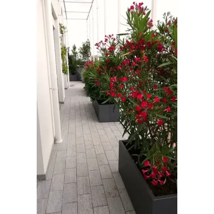 Zdjęcie Unikatowa donica Isy na taras lub balkon