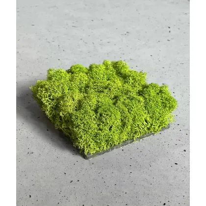 Zdjęcie Wzornik Chrobotek, mech reniferowy islandzki (002 jabłkowa zieleń) - basic