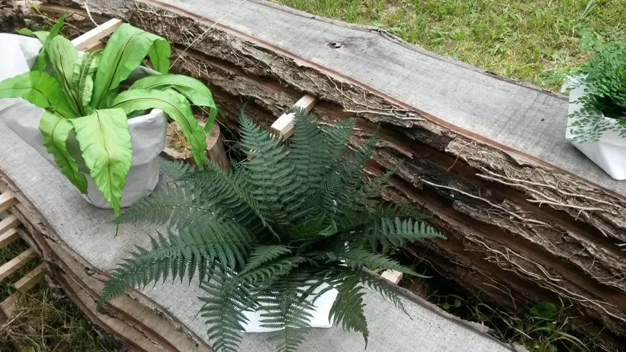 obrazek 4 Oryginalna stabilizowana paproć pergaminowa