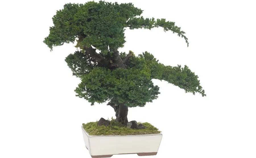 obrazek 3 Stylowe Bonsai z konserwowanego jałowca