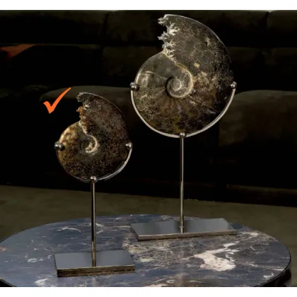 Picture A chic living room decoration - ammonite on a brass nickel base