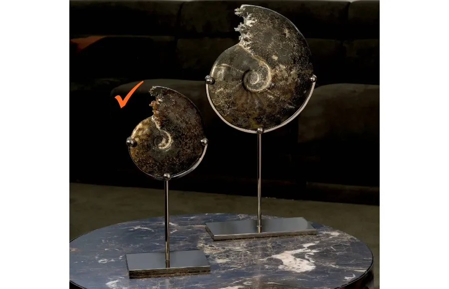 picture 1 A chic living room decoration - ammonite on a brass nickel base