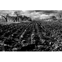 Zdjęcie Fotografia kolekcjonerska - Szczepan Kurzeja -