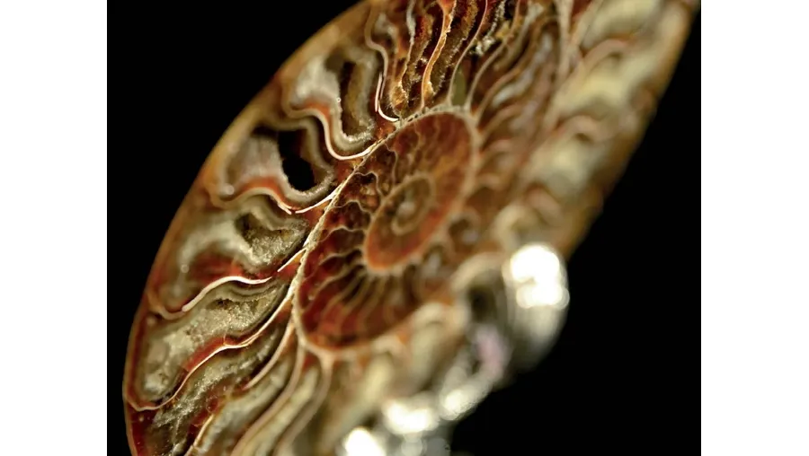 picture 2 A stylish pair of ammonite bookends with a nickel-plated base