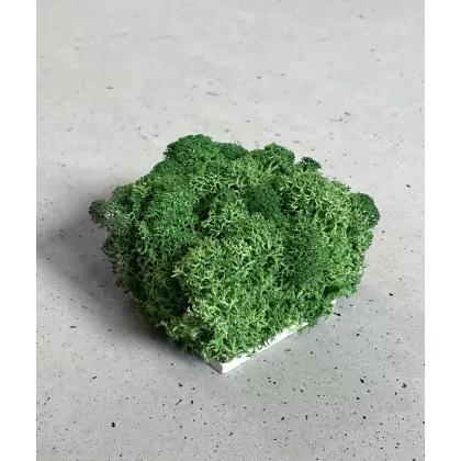 Zdjęcie Wzornik Chrobotek, mech reniferowy islandzki (004 energetyczna zieleń) - basic