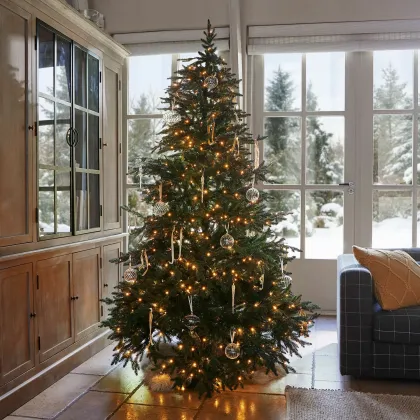 Zdjęcie Choinka Celindor