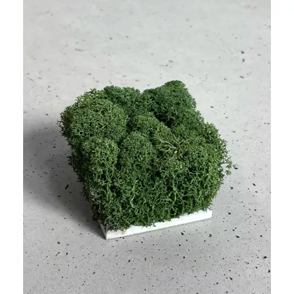 Zdjęcie Wzornik Chrobotek, mech reniferowy islandzki (009 ciemna leśna zieleń) - basic