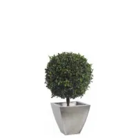 Picture Topiaria on a low base with stabilized pittosporum