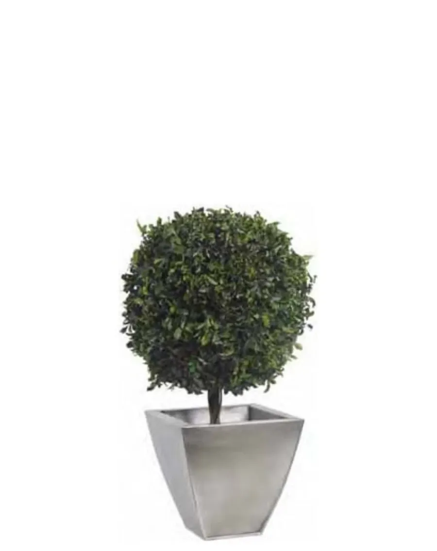 obrazek 1 Topiaria na niskiej podstawie z ustabilizowanego pittosporum