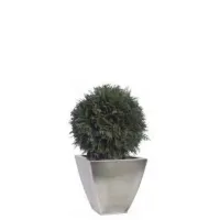 Picture The basic form of a topiary made of a stabilized thuja