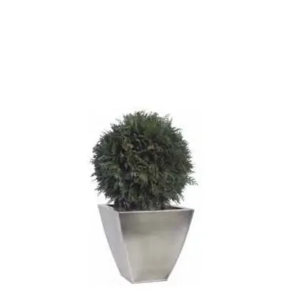 Zdjęcie Podstawowa forma topiary z ustabilizowanej tui