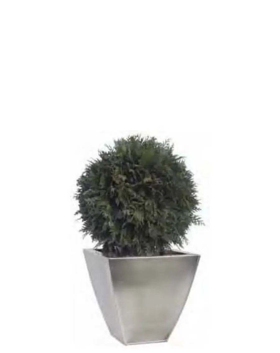 obrazek 1 Podstawowa forma topiary z ustabilizowanej tui