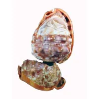 Zdjęcie Lampa z 2 nałożonych na siebie muszli