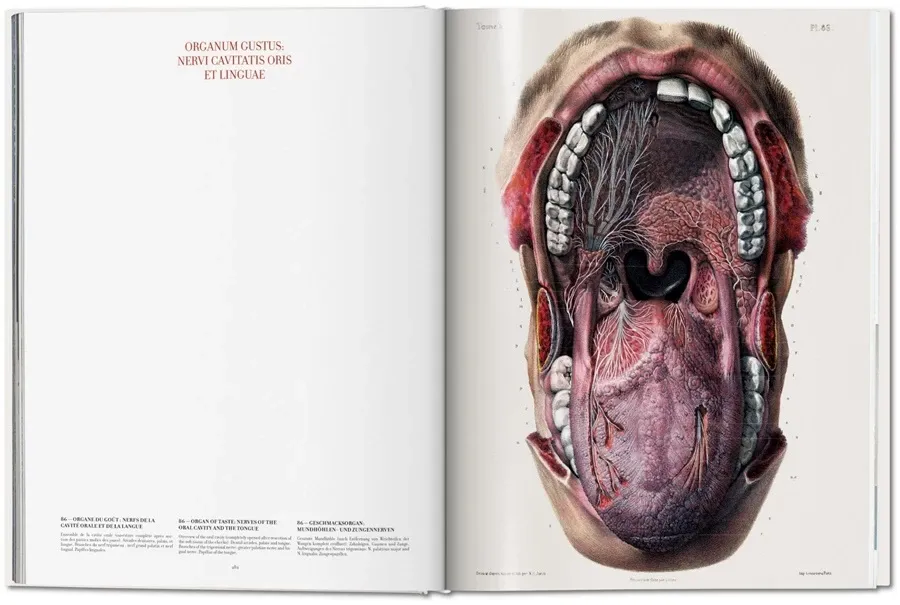 obrazek 6 Książka Bourgery. Atlas anatomii i chirurgii człowieka - Taschen