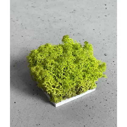 Zdjęcie Wzornik Chrobotek, mech reniferowy islandzki (001 wasabi) - basic