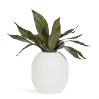 Zdjęcie Wyjątkowa stabilizowana roślina Aspidistra