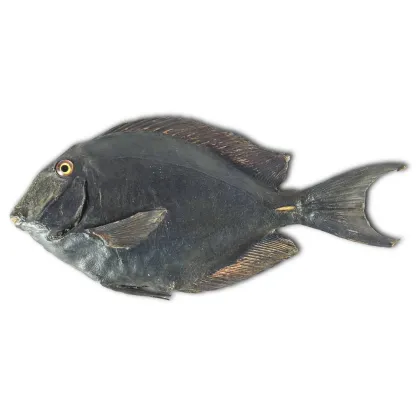 Zdjęcie Wzór tropikalnej ryby. Okaz osadzony na drewnie i wyściełany watą do celów pokazowych lub dydaktycznych