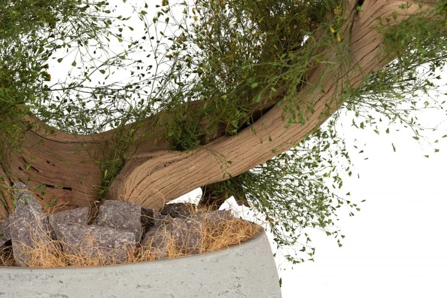 obrazek 6 Wyjątkowa dekoracja - stabilizowane kalifornijskie drzewko Bonsai