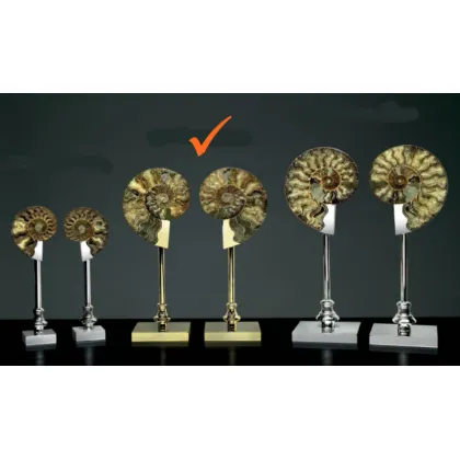 Picture A unique decorative pair of ammonites for elegant interiors