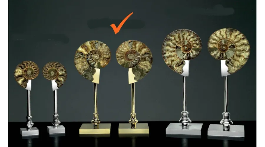 picture 1 A unique decorative pair of ammonites for elegant interiors