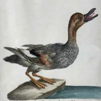 Picture Antique print of the Wild Duck from the 18th century