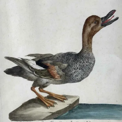 Picture Antique print of the Wild Duck from the 18th century