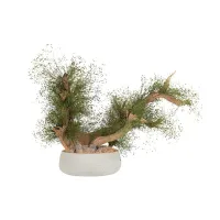 Zdjęcie Wyjątkowa dekoracja - stabilizowane kalifornijskie drzewko Bonsai