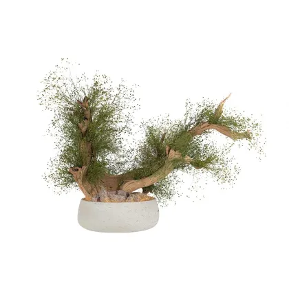 Zdjęcie Wyjątkowa dekoracja - stabilizowane kalifornijskie drzewko Bonsai