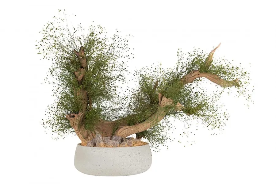 obrazek 1 Wyjątkowa dekoracja - stabilizowane kalifornijskie drzewko Bonsai