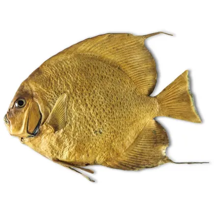 Zdjęcie Wzór tropikalnej ryby. Okaz osadzony na drewnie i wyściełany watą do celów pokazowych