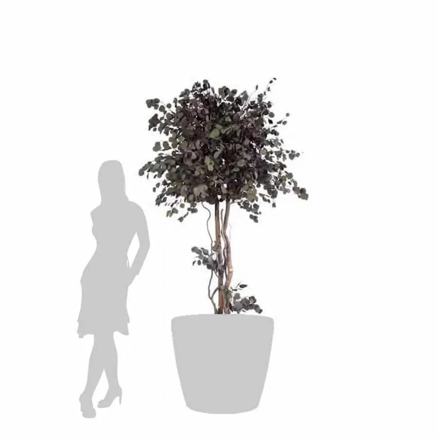 obrazek 2 Dekoracyjna kompozycja z ustabilizowanego populusu