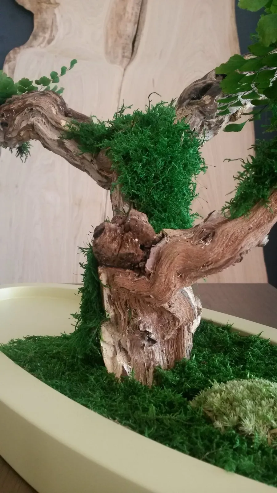 obrazek 3 Stabilizowane Bonsai z miłorzębu paprociowego
