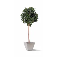 Picture A stabilized ivy plant in the form of a ball
