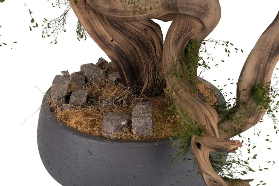 obrazek 10 Wyjątkowa dekoracja - stabilizowane kalifornijskie drzewko Bonsai