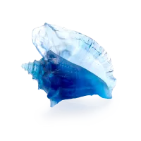 Zdjęcie Piękna stylowa muszla inspirowana muszlami z Morza Koralowego