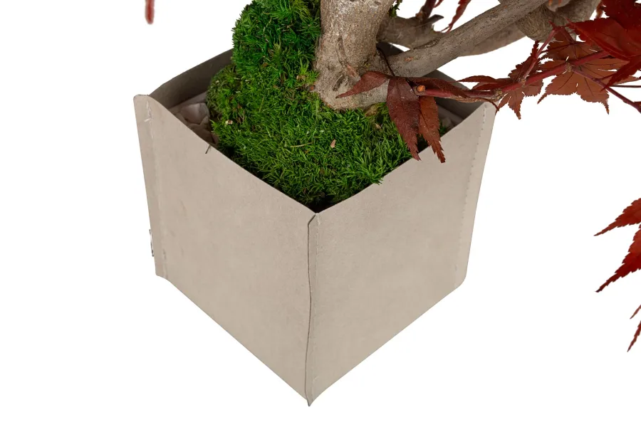 obrazek 5 Stabilizowane Bonsai z klonu japońskiego – stylowa dekoracja