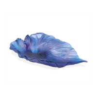 Zdjęcie Piękna kwiatowa misa Arum w kolorze Midnight Blue