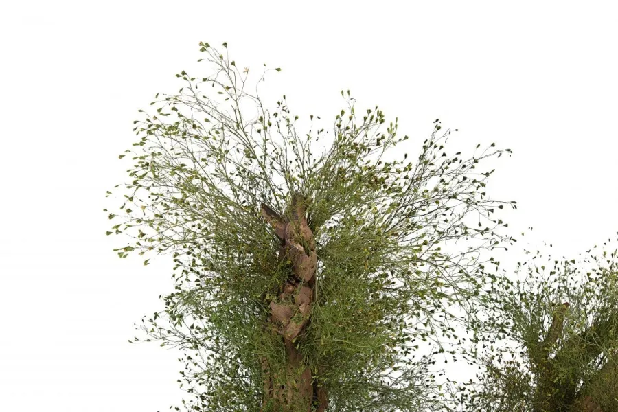 obrazek 5 Wyjątkowa dekoracja - stabilizowane kalifornijskie drzewko Bonsai