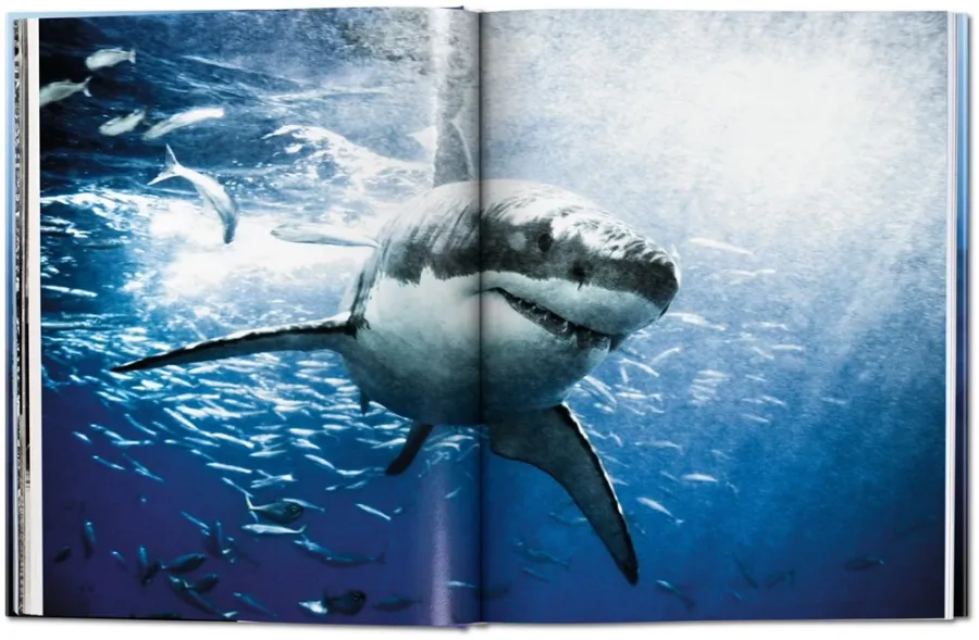 obrazek 3 Książka Michael Muller. Sharks. Face-to-Face with the Ocean’s Endangered Predator - Taschen