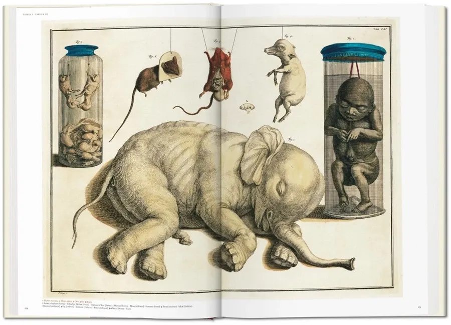 obrazek 8 Książka Albertus Seba. Cabinet of Natural Curiosities - Taschen