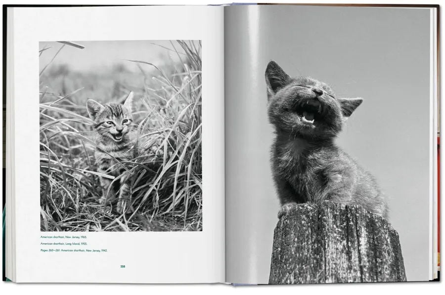 obrazek 8 Książka Walter Chandoha. Cats. Photographs 1942–2018 - Taschen