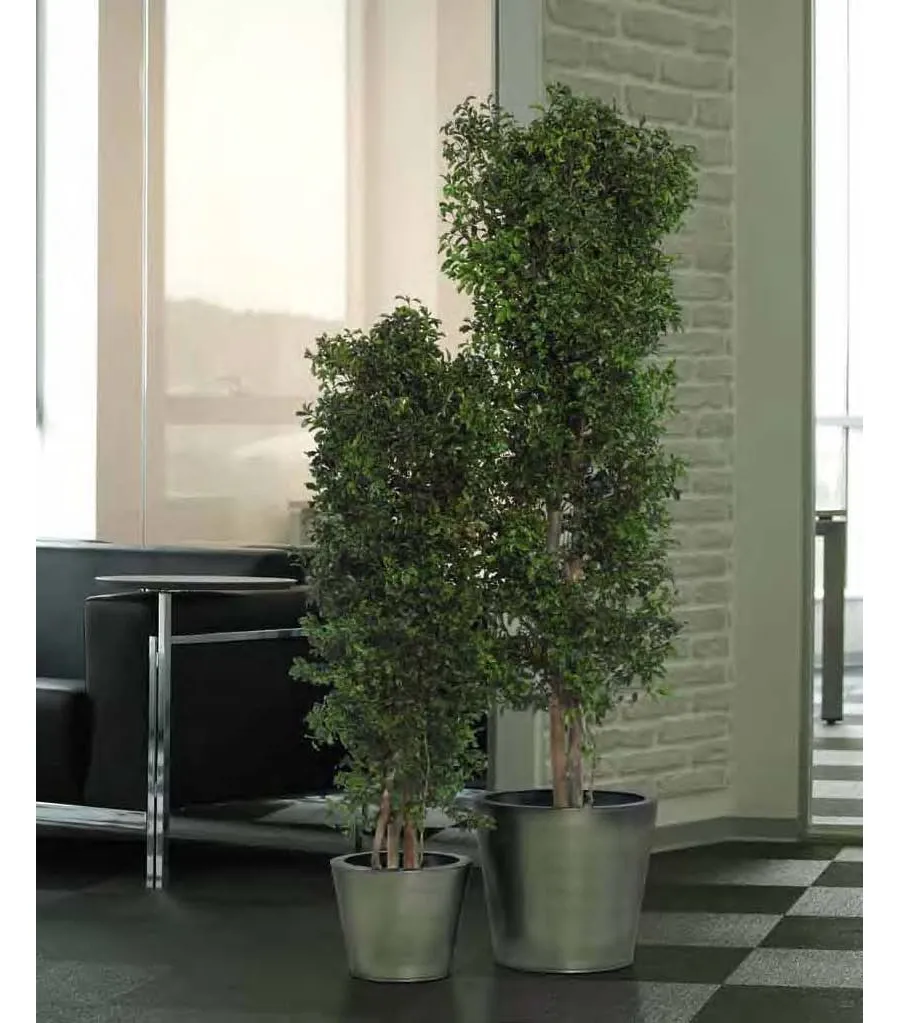 obrazek 2 Drzewko pittosporum do wnętrz