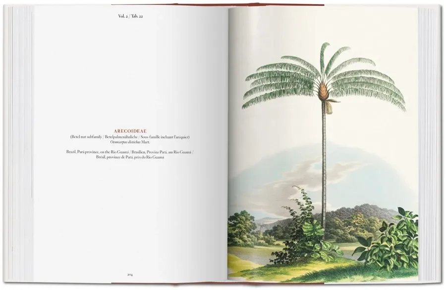 obrazek 5 Książka Martius. Księga Palm - Taschen