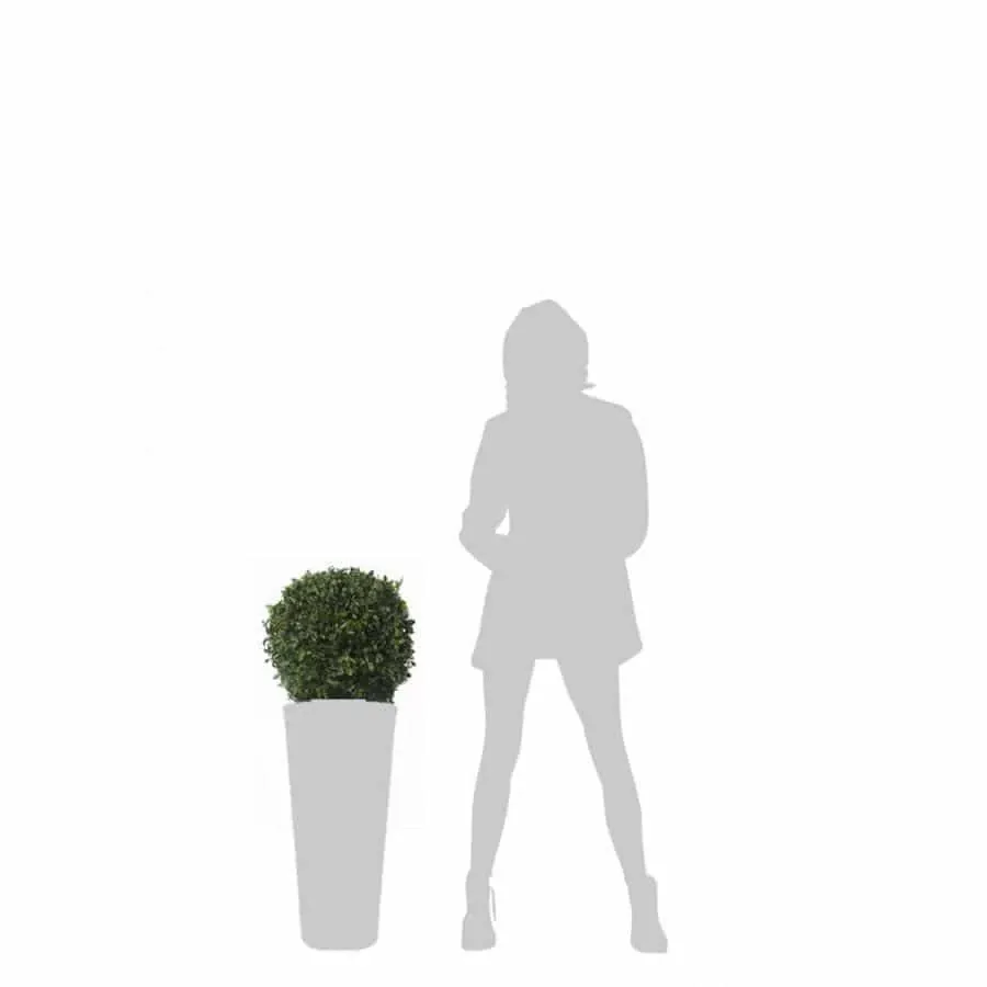 obrazek 2 Topiaria na niskiej podstawie z ustabilizowanego pittosporum