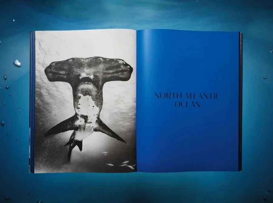 obrazek 7 Książka Michael Muller. Sharks - Taschen