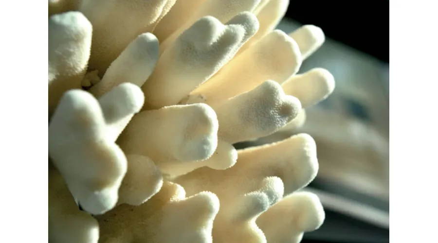 obrazek 2 Urokliwa ozdoba - koral na podstawie z mosiężnego niklu