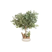 Zdjęcie Stabilizowane mini drzewo Eucalyptus Populus