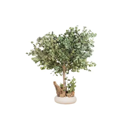 Zdjęcie Stabilizowane mini drzewo Eucalyptus Populus